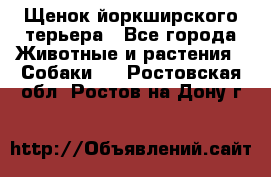 Щенок йоркширского терьера - Все города Животные и растения » Собаки   . Ростовская обл.,Ростов-на-Дону г.